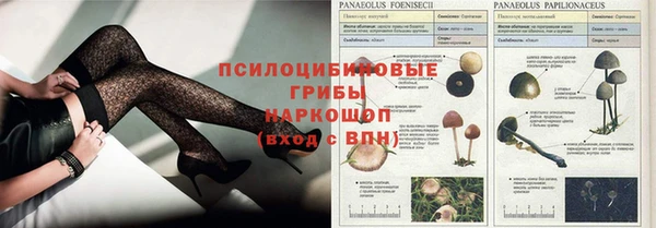 стаф Алзамай